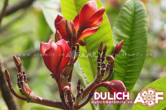 Thanh tịnh hoa đại nơi cửa thiền ảnh 6