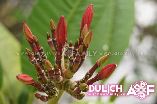 Thanh tịnh hoa đại nơi cửa thiền ảnh 1