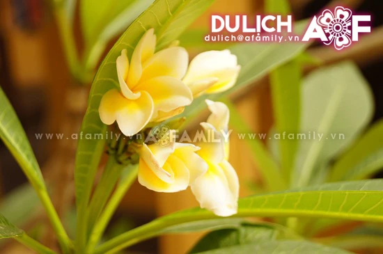 Thanh tịnh hoa đại nơi cửa thiền ảnh 11