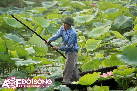 Mùa sen tháng 5 bừng nở ảnh 12