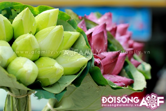 Mùa sen tháng 5 bừng nở ảnh 13