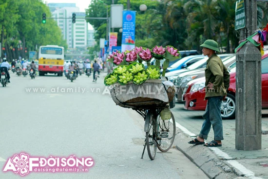 Mùa sen tháng 5 bừng nở ảnh 16