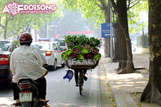 Mùa sen tháng 5 bừng nở ảnh 14