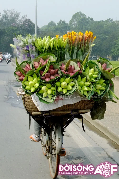 Mùa sen tháng 5 bừng nở ảnh 15