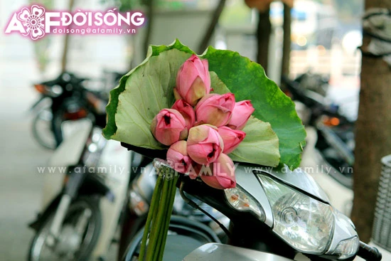 Mùa sen tháng 5 bừng nở ảnh 20