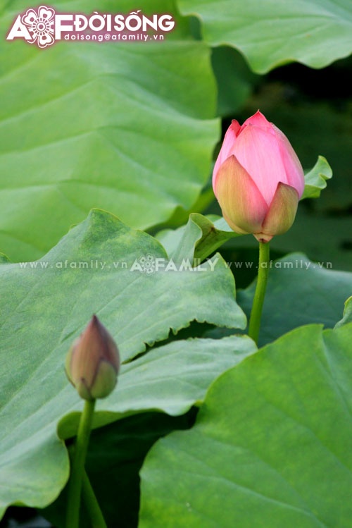 Mùa sen tháng 5 bừng nở ảnh 1