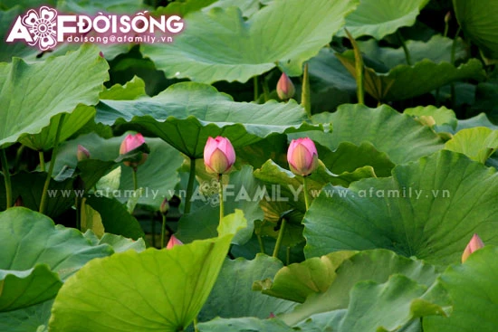 Mùa sen tháng 5 bừng nở ảnh 2