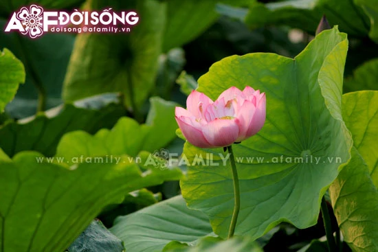 Mùa sen tháng 5 bừng nở ảnh 3