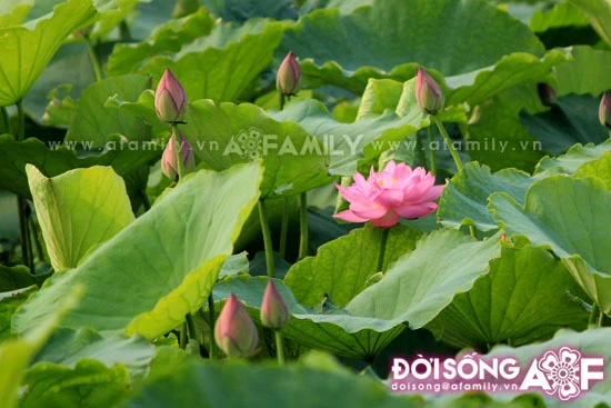 Mùa sen tháng 5 bừng nở ảnh 4