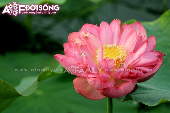 Mùa sen tháng 5 bừng nở ảnh 5