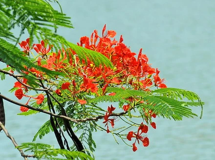hephuong_03.jpg