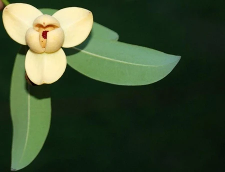 Ngắm 'Sen hồng' thanh tao bên 9 quốc hoa ASEAN ảnh 2