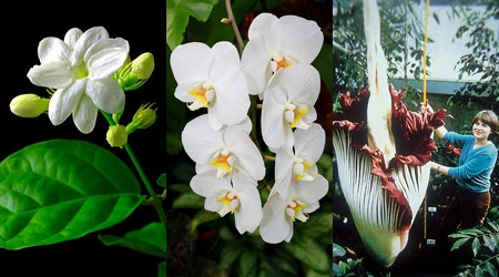 Ngắm 'Sen hồng' thanh tao bên 9 quốc hoa ASEAN ảnh 3