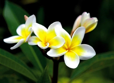 Ngắm 'Sen hồng' thanh tao bên 9 quốc hoa ASEAN ảnh 4