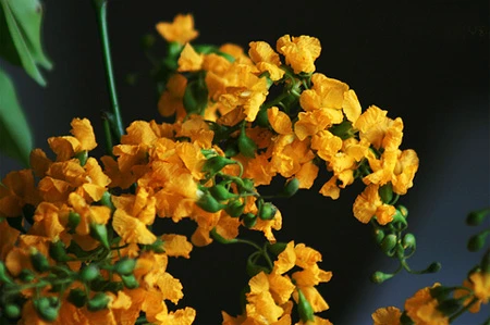 Ngắm 'Sen hồng' thanh tao bên 9 quốc hoa ASEAN ảnh 6