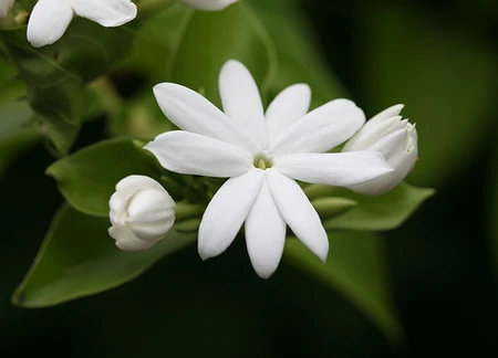 Ngắm 'Sen hồng' thanh tao bên 9 quốc hoa ASEAN ảnh 7