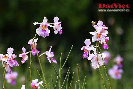 Ngắm 'Sen hồng' thanh tao bên 9 quốc hoa ASEAN ảnh 8