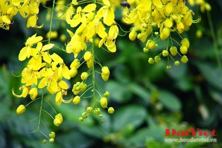 Ngắm 'Sen hồng' thanh tao bên 9 quốc hoa ASEAN ảnh 9