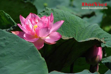 Ngắm 'Sen hồng' thanh tao bên 9 quốc hoa ASEAN ảnh 10