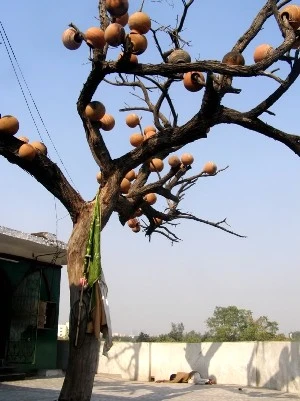 Khám phá vùng đất thiêng Delhi ảnh 10