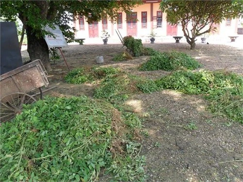 Xót xa ngôi chùa tháp cao nhất Việt Nam thành 'chùa hoang'