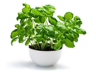 Thực phẩm ngừa tiểu đường ảnh 4 foods_to_help_you_control_diabetes_basil_leaves_600x450.jpg