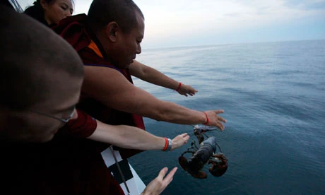 Phat tu phong sinh tom hum.jpg