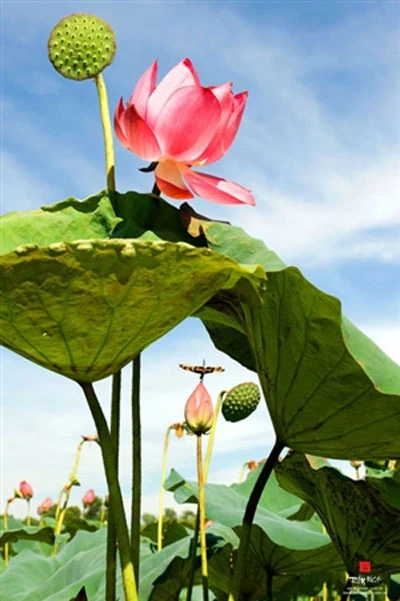 Vu lan này Huế có sen và mẹ ảnh 2