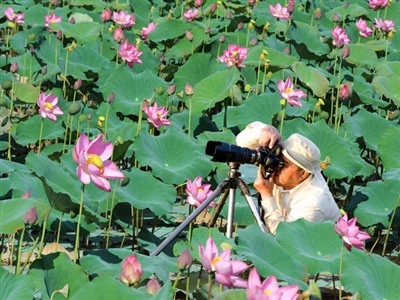 Vu lan này Huế có sen và mẹ ảnh 1