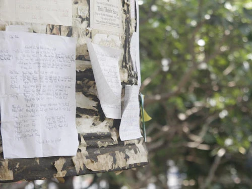 Bông hồng đỏ cho những ai còn mẹ ảnh 4