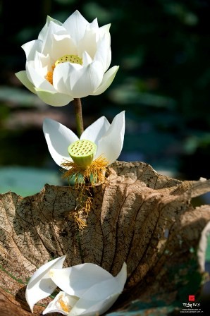 “Duyên Sen” tháng Bảy ảnh 4 2.jpg