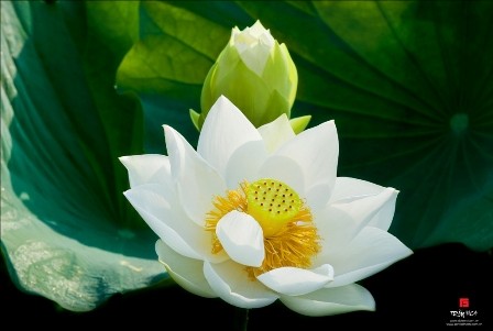 “Duyên Sen” tháng Bảy ảnh 1 3.jpg