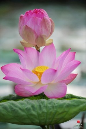 “Duyên Sen” tháng Bảy ảnh 2 4.jpg