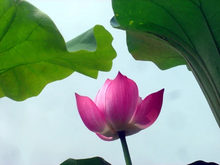 Ngát hương sen hồ Tây ảnh 3