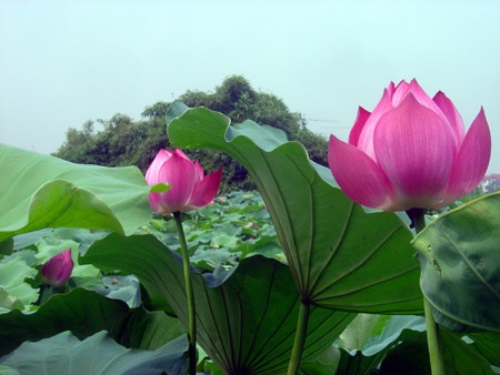 Ngát hương sen hồ Tây ảnh 4 Ngát hương sen hồ Tây ảnh 4