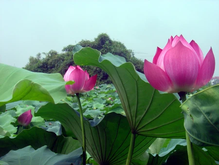 Ngát hương sen hồ Tây ảnh 4