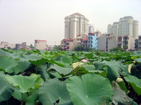 Ngát hương sen hồ Tây ảnh 5 Ngát hương sen hồ Tây ảnh 5