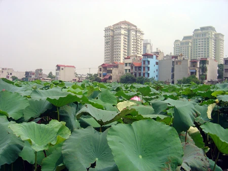 Ngát hương sen hồ Tây ảnh 5