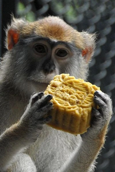 Châu Á nô nức đón mừng Tết Trung thu ảnh 17