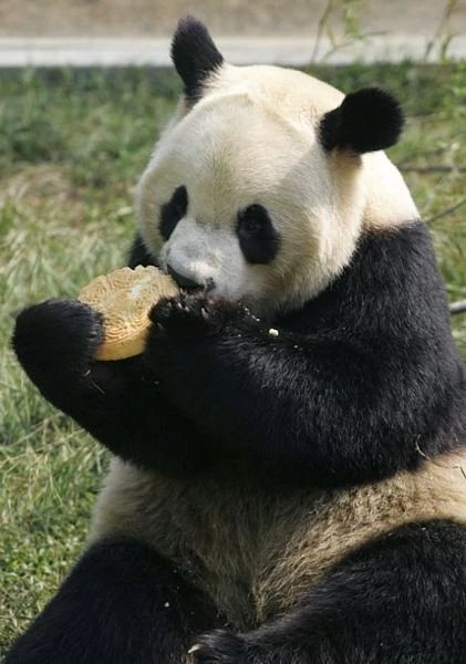 Châu Á nô nức đón mừng Tết Trung thu ảnh 18