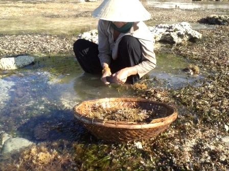 Chị Võ Thị Đây đang cắt rau đông.JPG