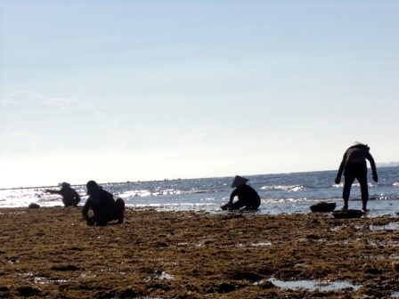 hái rau đông 6.JPG