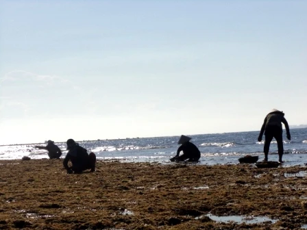 hái rau đông 6.JPG