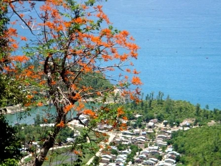 sắc hoa ngô đồng Cù Lao Chàm 2.JPG