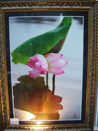 TP.HCM: Đời sen 11 tại PetroVietnam Tower ảnh 4 DSC06223.JPG