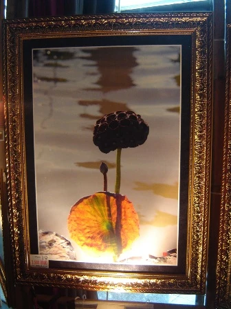 TP.HCM: Đời sen 11 tại PetroVietnam Tower ảnh 5 DSC06240.JPG