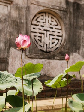 Sen chùa Bút Tháp - Ảnh: Hoài Linh Sen chùa Bút Tháp - Ảnh: Hoài Linh