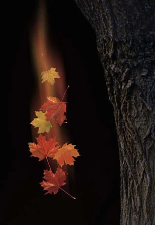 wap_20101215030005918.jpg