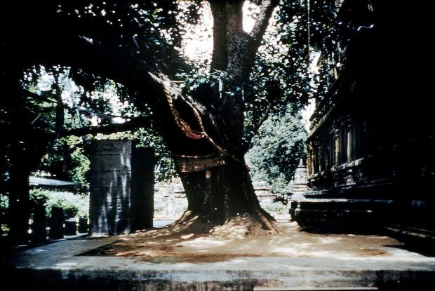 Ấn Độ: Tổng thống Myanmar thăm Bồ Đề Đạo Tràng ảnh 2 Cây bồ đề tại Bồ Đề Đạo Tràng.jpeg