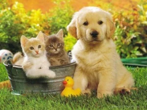 dog-cat-wallpaper_1024x768-300x225.jpg